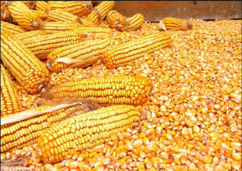 6417bcc6388a4.jpg 微信圖片_20230320095325.jpg